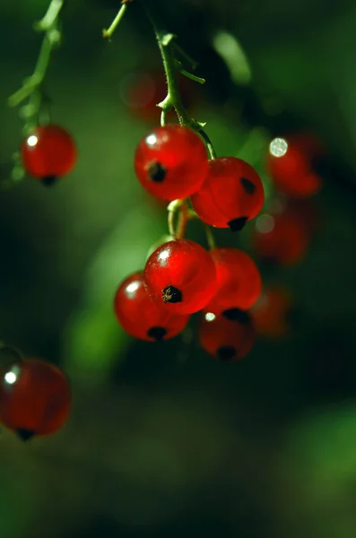 Красная смородина. Спелые и свежие органические ягоды красной смородины, растущие в саду — стоковое фото