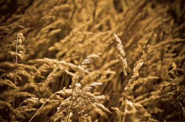 sonbahar kır çiçekleri