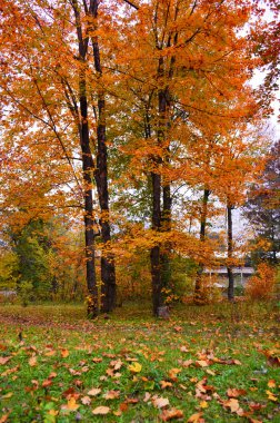 Ormanda güzel bir sonbahar