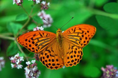 Çiçekteki Güzel Turuncu Kelebek