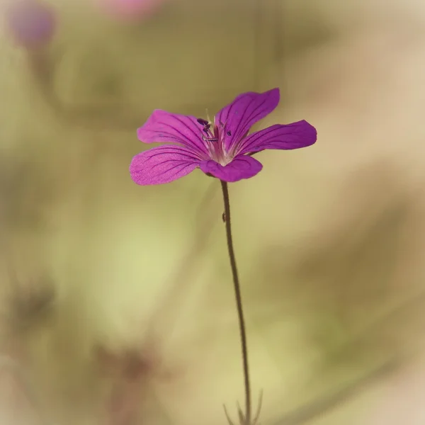 Fiori viola nella natura selvaggia — Foto Stock