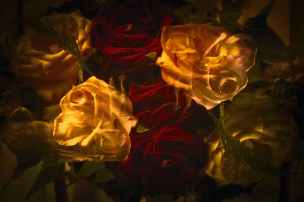 Абстрактные розы — стоковое фото