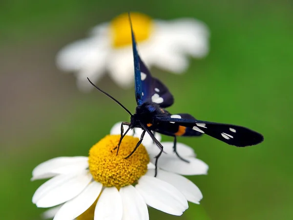 Черная пятнистая бабочка на белой маргаритке — стоковое фото