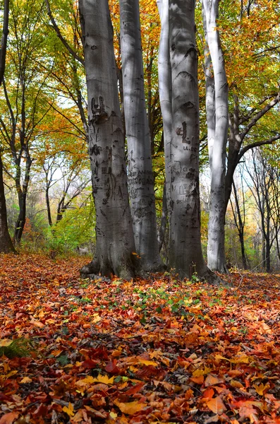 Colorido bosque de haya de otoño por la tarde . —  Fotos de Stock