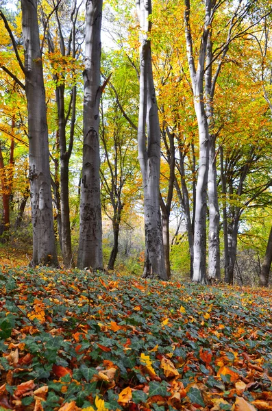 Colorido bosque de haya de otoño por la tarde . —  Fotos de Stock