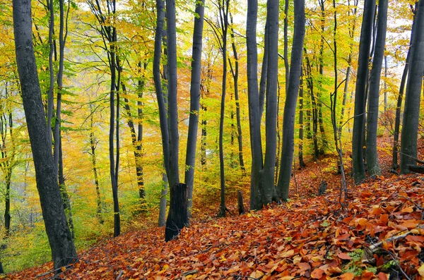 Herbstdämmerung im Buchenwald — Stockfoto