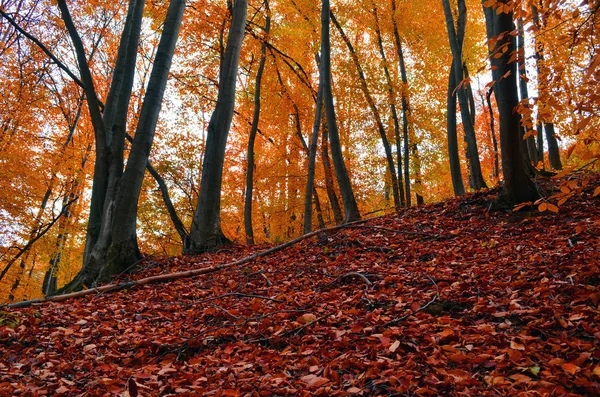 Crepúsculo de outono na floresta de faia — Fotografia de Stock