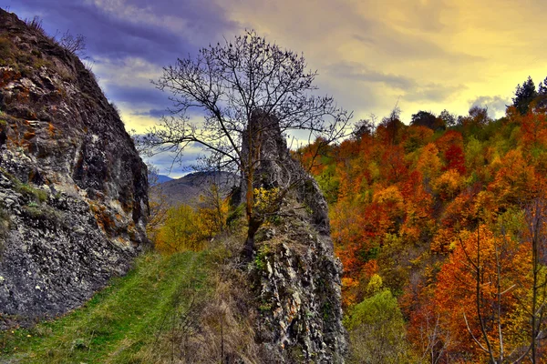 Beautiful vibrant Autumn Fall colors in forest landscape — Stock Photo, Image