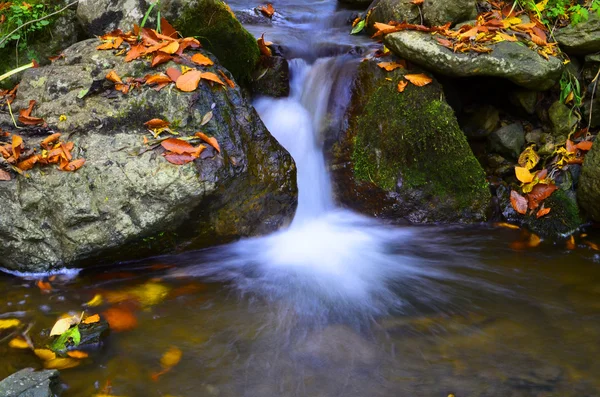 Bach fließt im Herbst durch Wald — Stockfoto