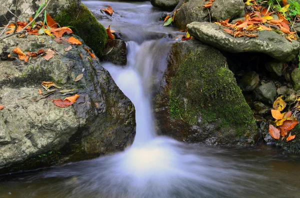 Fluxo que flui através da floresta no outono — Fotografia de Stock