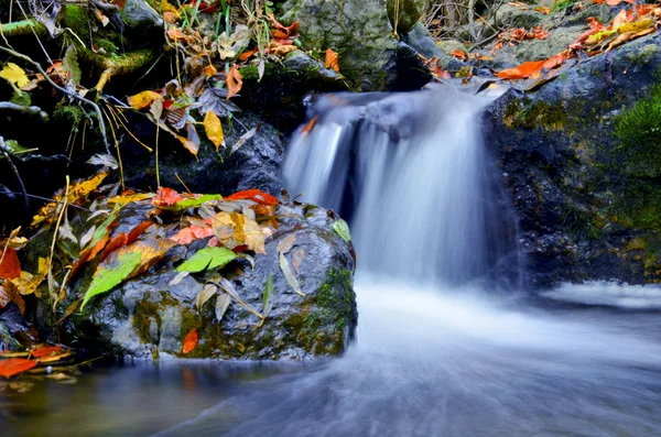 Stream Flowing Through Forest In Autumn