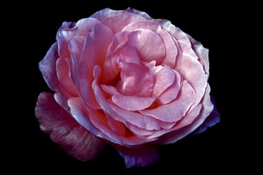 Siyah arkaplanda pembe gül