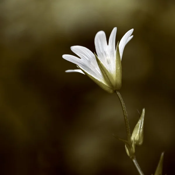 Piccoli fiori decorativi bianchi — Foto Stock