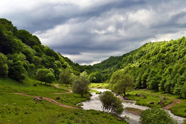 Beautiful green forest and river — Stock Photo, Image