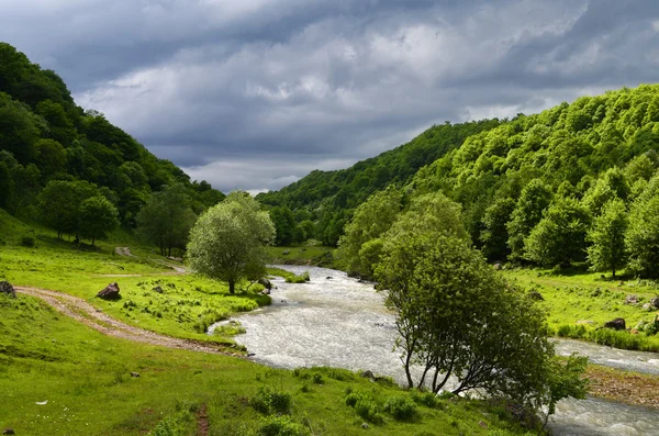 Beautiful green forest and river — Stock Photo, Image