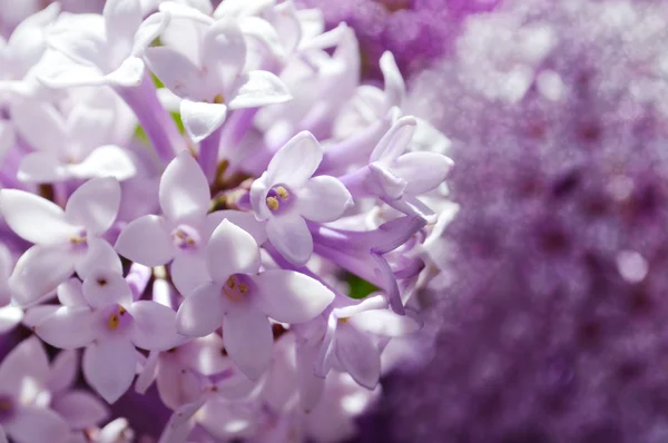 Fleurs lilas macro fond — Photo