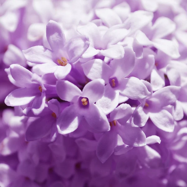 Fleurs lilas macro fond — Photo