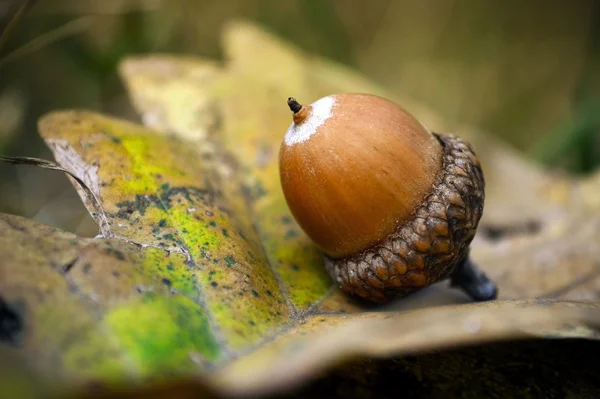 Brown acorns on autumn leaves, close up — Stock Photo, Image