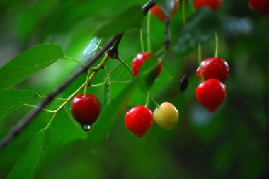 Cherries on the Tree clipart
