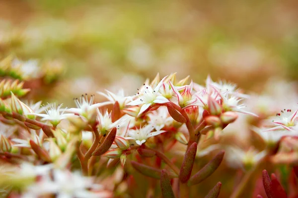 Musgo florido — Fotografia de Stock