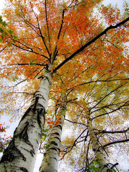 Jesienna brzoza na niebie — Zdjęcie stockowe