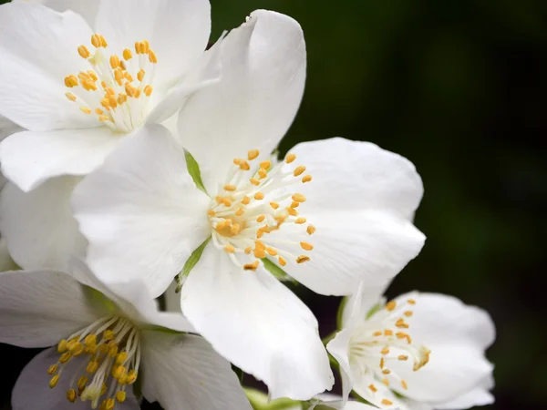 Seasonal white flowers of jasmine shrub in garden Stock Picture