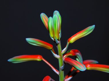 aloe vera çiçek detayları ile