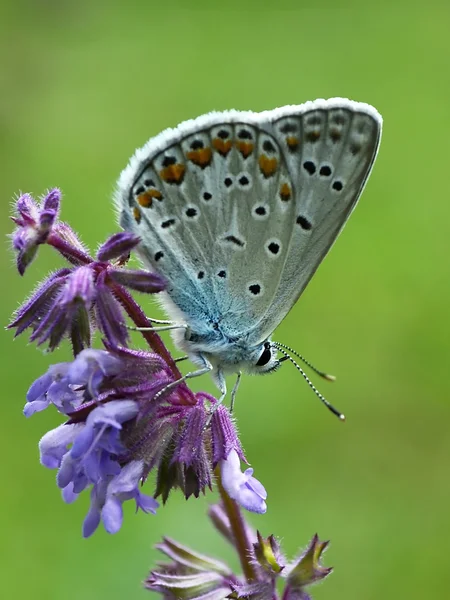 Blauwe vlinder — Stockfoto