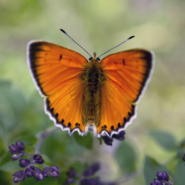 Piękny pomarańczowy motyl na kwiat — Zdjęcie stockowe