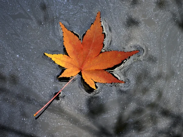 Podzimní javorový list na vodě — Stock fotografie