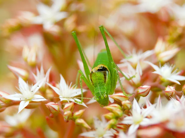 Green grasshopper and flowering moss — Stock Photo, Image