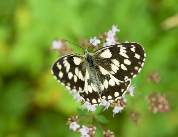 Butterfly Melanargia galathea — Stock Photo, Image