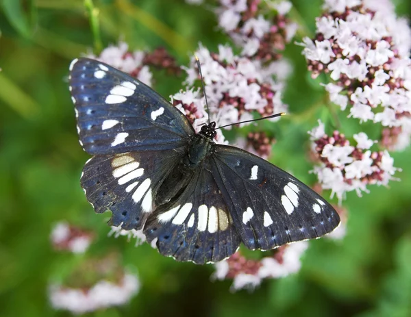 Beautiful butterfly (Athyma ranga, Black-veined Sergeant) — Stock Photo, Image