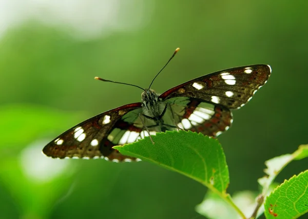 Piękny motyl (Athyma ranga, sierżant z czarnymi żyłami) — Zdjęcie stockowe