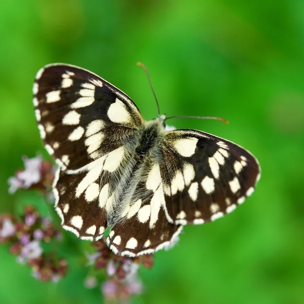 Butterfly Melanargia galathea — Stock Photo, Image