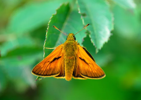 Small Skipper Butterfly (Thymelicus sylvestris) — Stock Photo, Image