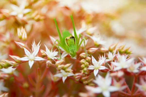 Green grasshopper and flowering moss — Stock Photo, Image