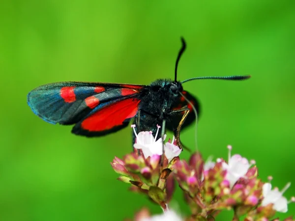 Hermosa mariposa — Foto de Stock