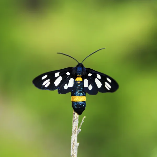 Hermosa mariposa — Foto de Stock