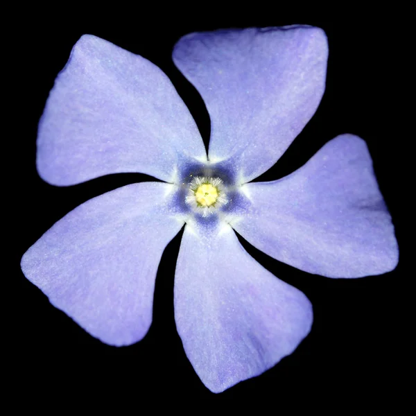 Periwinkle on a black background — Stock Photo, Image