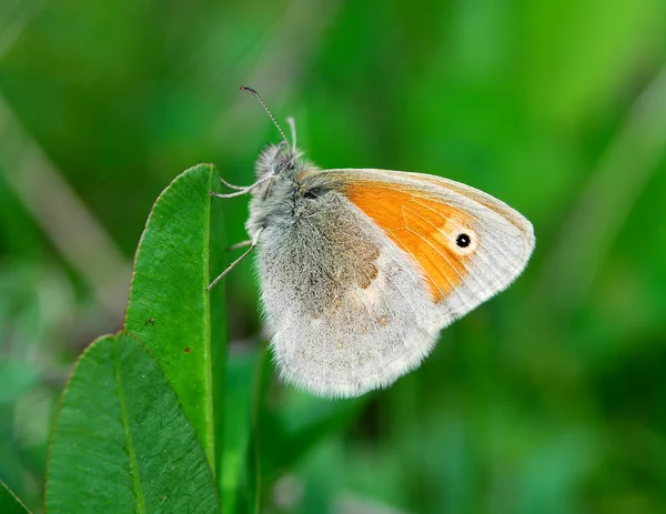 Bela borboleta — Fotografia de Stock