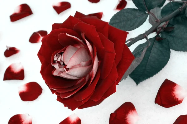 Red rose on snow background — Stock Photo, Image
