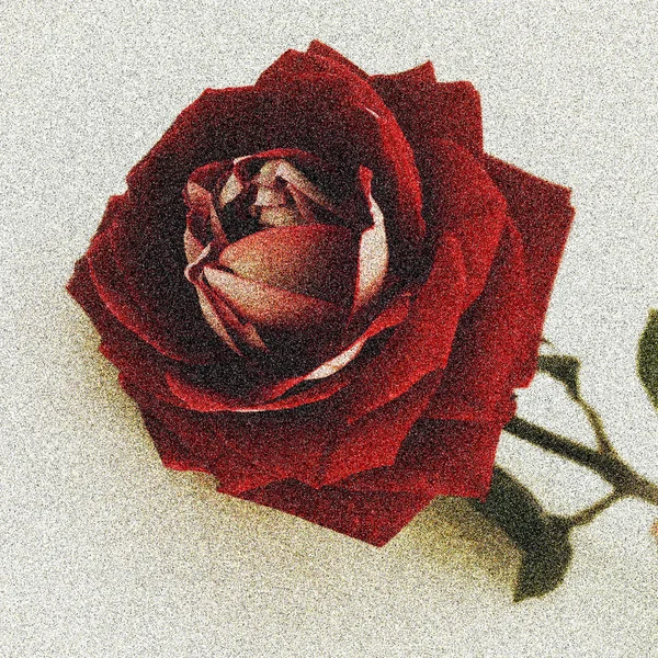 Zmrazené červenou růži v jinovatka — Stock fotografie