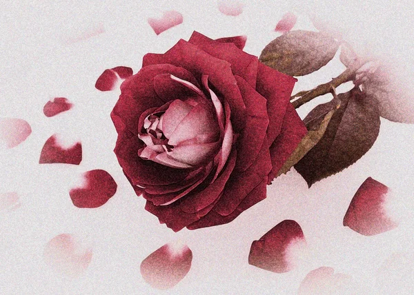 Ледяная красная роза в белом морозе — стоковое фото