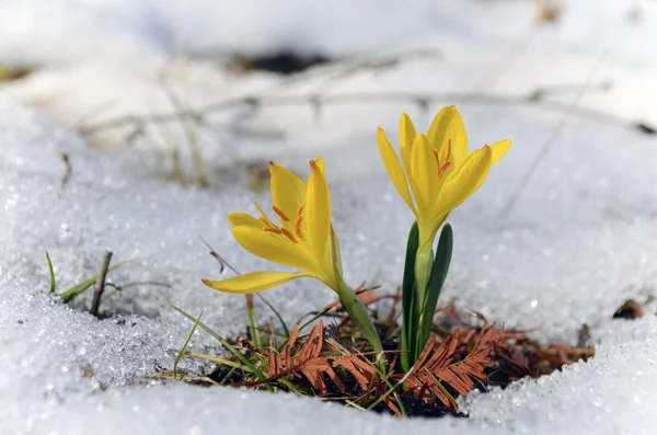 Ormanın içinde sarı kardelen