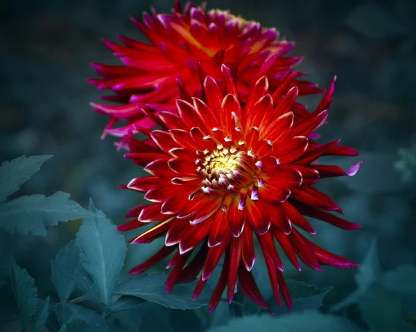 Dahlia kırmızı çiçek