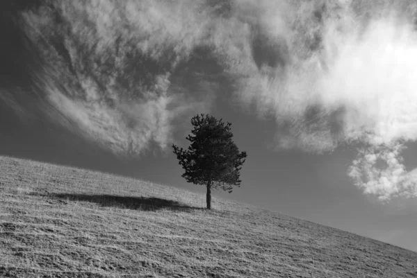 Lone Pine on the hill — Zdjęcie stockowe