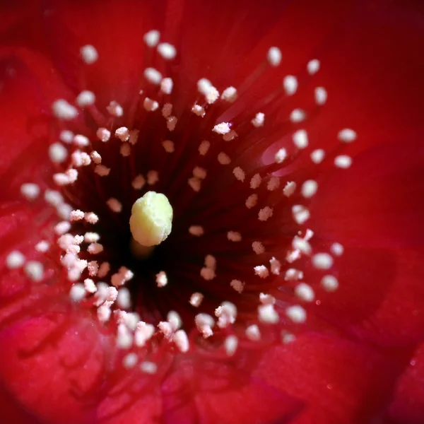 A abertura de uma flor de rebutia vermelha — Fotografia de Stock