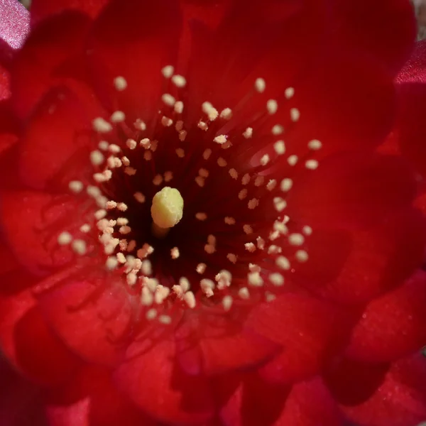 The opening of a red rebutia flower — Stock Photo, Image