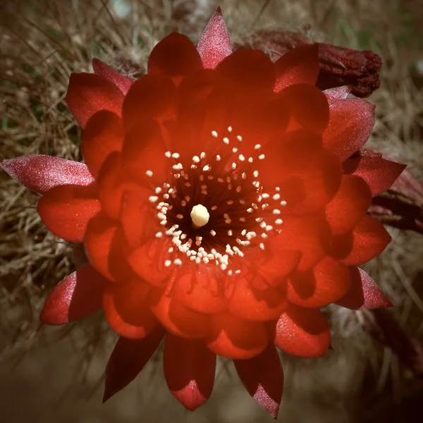 A abertura de uma flor de rebutia vermelha — Fotografia de Stock